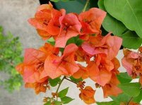 Bougainvillea2 rasadnikcvecasekularacgoran.jpg