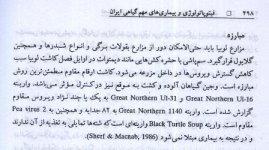 عدس  3.jpg