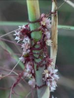 cuscuta-epithymum8985.jpg