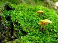 mushroom_orange-tiny_wallpaper2.jpg