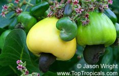 cashew2.jpg