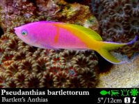 Pseudanthias_bartlettorum.jpg