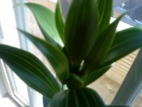 DSC00054.JPG