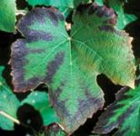 K deficiency in plants wikipedia.jpg