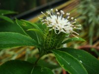 Atractylodes_japonica_B.jpg