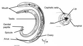 Nematoda.jpg