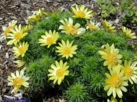 adonis_vernalis_TOWER-HILL_01s.jpg