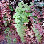 Adiantum_capillus-veneris_020207_1.jpg