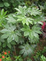 Aralia sieboldii_04.jpg