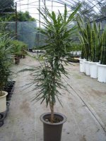 Dizygotheca elegantissima 5.jpg