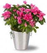 Rhododendron simsii 1.jpg