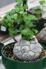 plant003.jpg