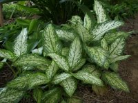 Aglaonema commutatum2.jpg