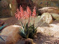 Aloe variegata 5.jpg