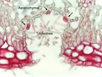 Stomatal Crypts(www.sbs.utexas.edu).jpg