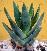 Aloe vera 13.jpg