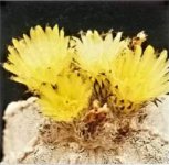 astrophytum_Myriostigma_2.jpg