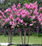 lagerstroemia.jpg