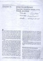 زنبور  1.jpg
