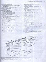 زنبور  3.jpg