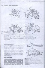 زنبور  6.jpg