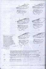 زنبور  10.jpg