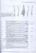 زنبور  11.jpg