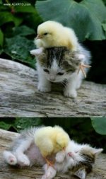 alamto-fun-pic02.jpg