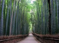 1285615573beautiful-roads23.jpg