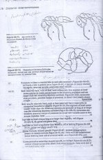زنبور  12.jpg