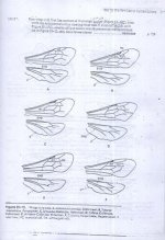 زنبور  13.jpg