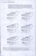 زنبور  14.jpg