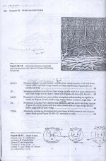 زنبور  16.jpg