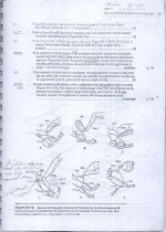 زنبور  17.jpg