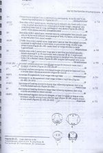 زنبور 21.jpg