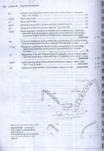 زنبور   24.jpg