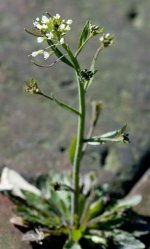 arabidopsis_thaliana.jpg