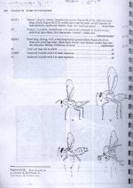 زنبور   26.jpg