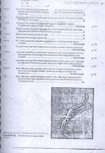 زنبور   29.jpg