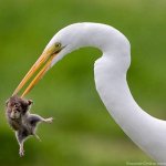برای دیدن آخرین &#.jpg