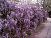 wisteria_sinensis.jpg