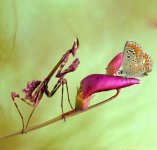 برای دیدن آخرین &#.jpg