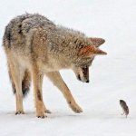 برای دیدن آخرین &#.jpg