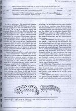 زنبور   37.jpg