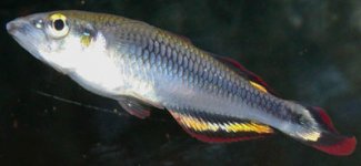 madagascar-rainbowfish.jpg