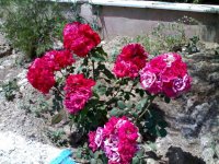 06062009329.jpg