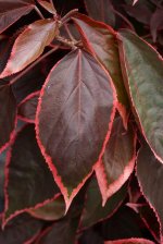 Acalypha marginata 6.jpg