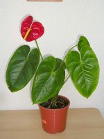 Anthurium 4.jpg