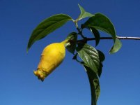 Chimonanthus praecox Chinesische Winterbluete 3.jpg
