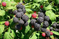 Blackraspberry3.jpg
